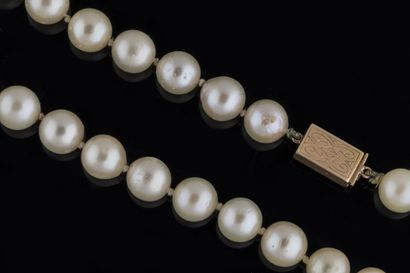 Shocker necklace with 83 white cultured pearls,...