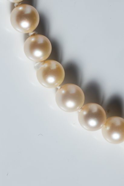 Shocker necklace with 69 white cultured pearls,...