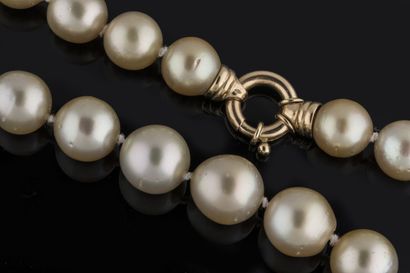 Shocker necklace of 31 light yellow Chinese...