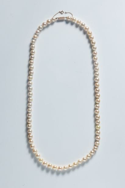 Shocker necklace with 69 white cultured pearls,...