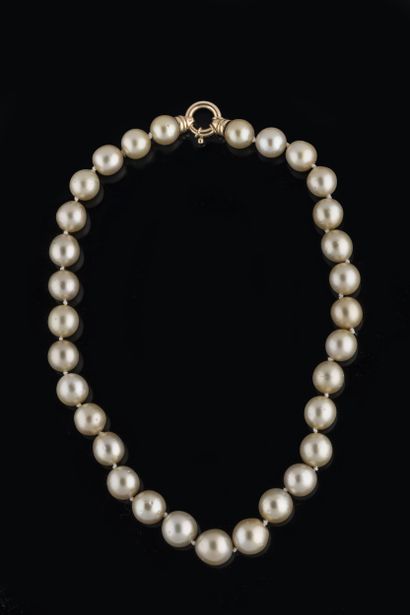 Shocker necklace of 31 light yellow Chinese...