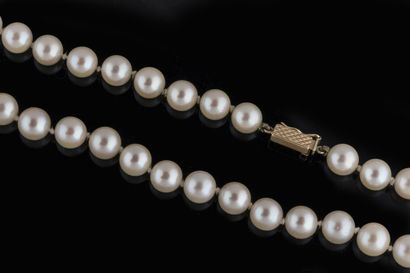 Shocker necklace with 95 white cultured pearls,...