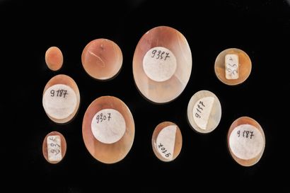 an important lot of cameos:
- Large shell...