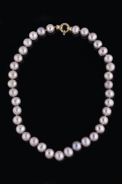 Shocker necklace with 37 large purplish-tinted...