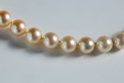 Shocker necklace with 47 large white cultured...