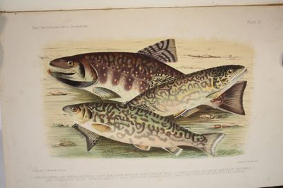 DAY (Francis). British and irish salmonidae....