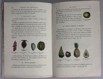 AUDOUIT (Edmond). L'herbier des demoiselles...