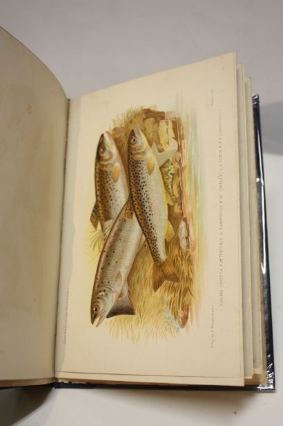 DAY (Francis). British and irish salmonidae....