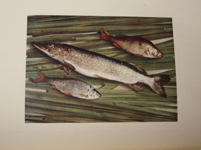 AFLALO (F. G.). A book of fishing stories.
London,...