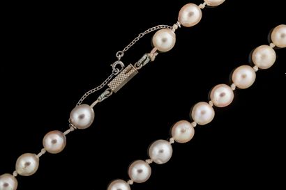 Shocker necklace with 57 white shocker cultured...