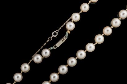 Shocker necklace with 74 white shocker cultured...