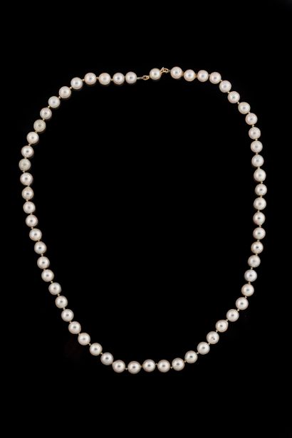 Shocker necklace with 59 white cultured pearls,...