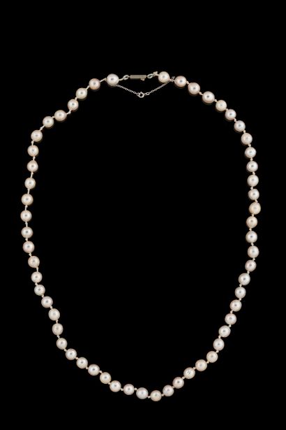Shocker necklace with 57 white shocker cultured...