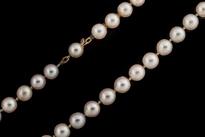 Shocker necklace with 59 white cultured pearls,...