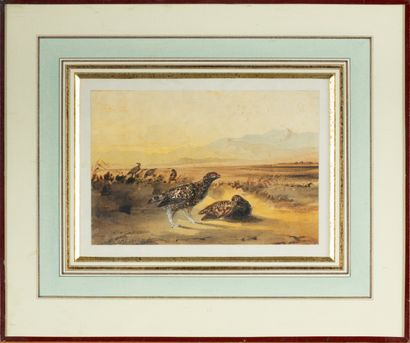 Newton FIELDING (?)
Two partridges,
Watercolor...