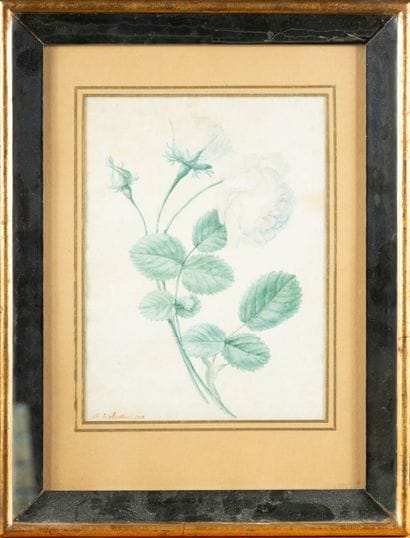DE BERTHON Charles
Tiges de roses,
Aquarelle,...