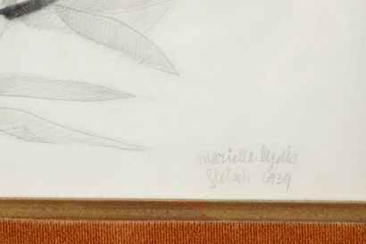 Lydis Mariette (1890-1970)
Lys martagon,
Dessin...