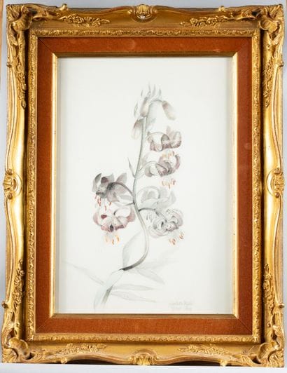 Lydis Mariette (1890-1970)
Lys martagon,
Dessin...