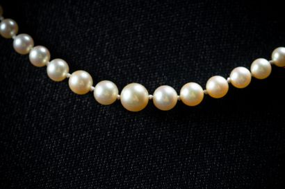 Collier en chute de 85 perles de cuite blanches...