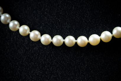 Shocker necklace with 68 white cultured pearls,...