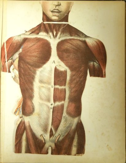 WITKOWSKI (G.-J.). Iconoclastic Anatomy....