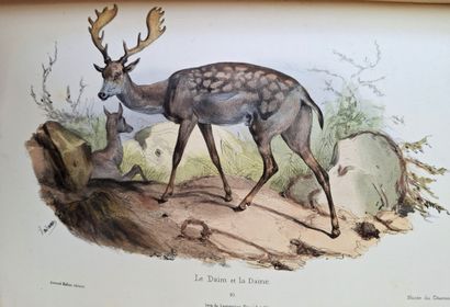 ADAM (Victor). *Musée du Chasseur*, or *Collection...