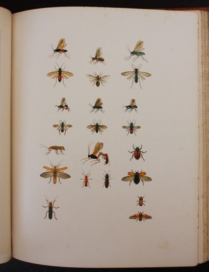 VAVON (Antoine). The Trout: Its Habits and...