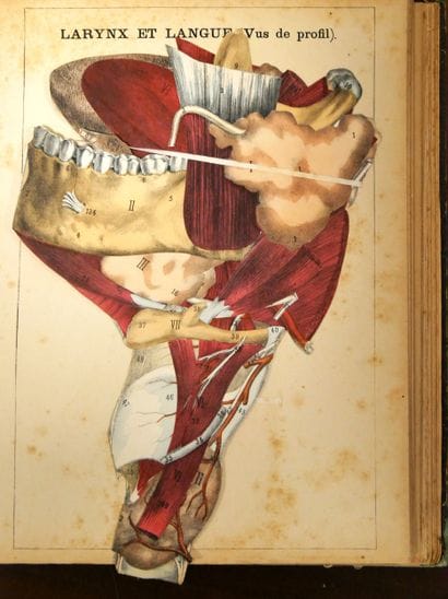 WITKOWSKI (G.-J.). Iconoclastic Anatomy....