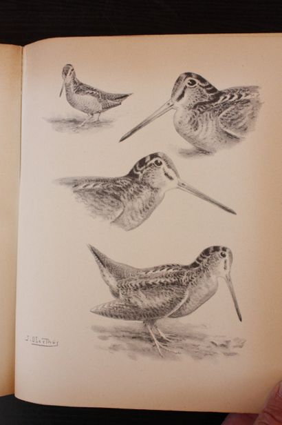 DEMOLE (E.). The Subtleties of Woodcock Hunting.
Paris,...