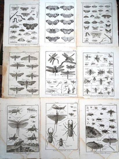 ANIMAUX, Réunion de planches d'Histoire Naturelle,...