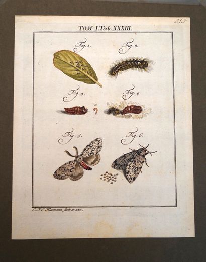 ANIMAUX, Réunion de planches d'Histoire Naturelle,...