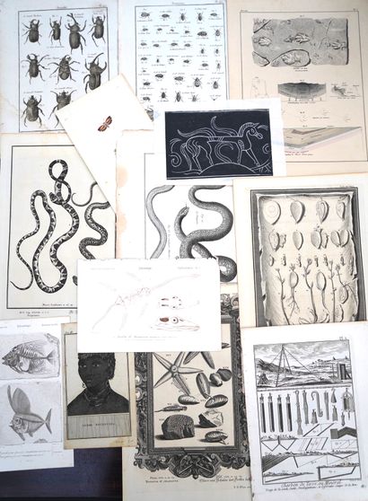 ANIMAUX, Réunion de planches d'Histoire Naturelle,...