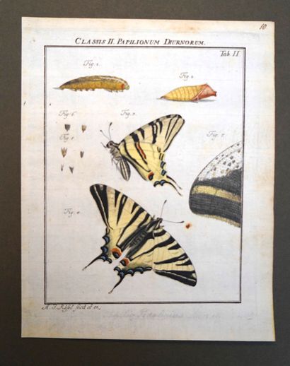 ANIMAUX, Réunion de planches d'Histoire Naturelle,...
