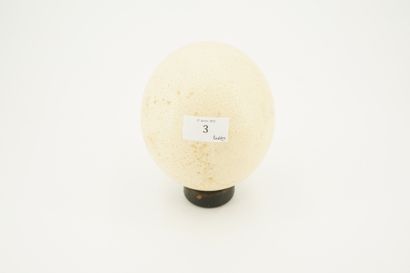 Œuf d'autruche sur socle circulaire en bois...