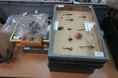 
Entomologie. Réunion d'insectes et scorpions,...