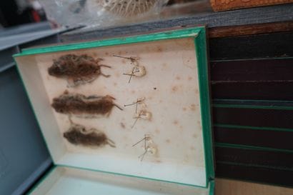 
Entomologie. Réunion d'insectes et scorpions,...