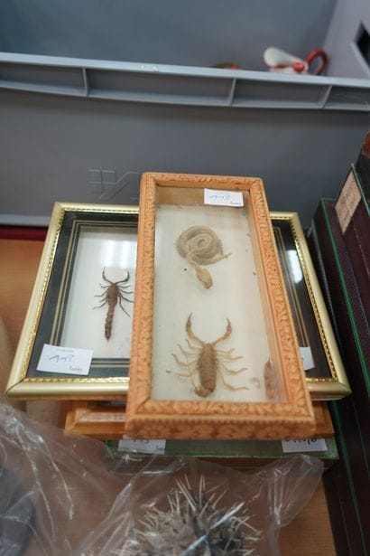 
Entomologie. Réunion d'insectes et scorpions,...