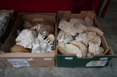 Réunion de coquillages et pierres dures....