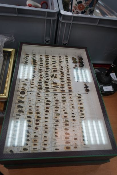 
Entomologie. Réunion d'insectes et scorpions,...