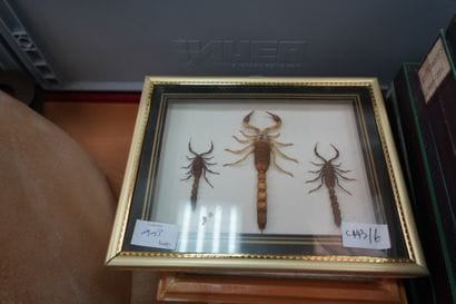 
Entomologie. Réunion d'insectes et scorpions,...