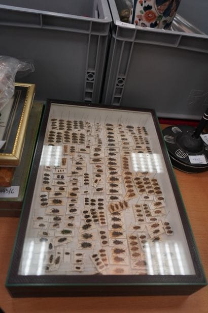 
Entomologie. Réunion d'insectes et scorpions,...