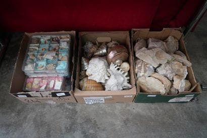 Réunion de coquillages et pierres dures....
