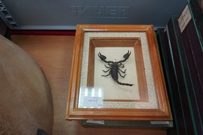 
Entomologie. Réunion d'insectes et scorpions,...