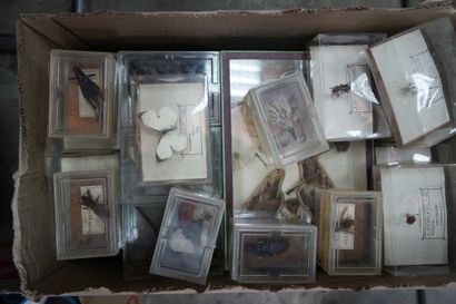 ENTOMOLOGIE, ensemble d'insectes, papillons,...