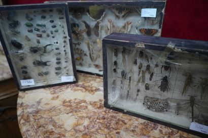 ENTHOMOLOGIE, boites de papillons et insectes,...