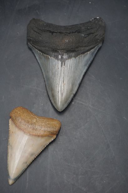 NATURALIA. Réunion de dents de requins.
