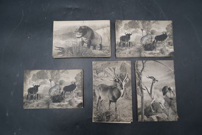 Réunion de cartes postales du Museum d'Histoire...