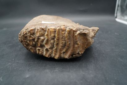 NATURALIA. Dent de mammouth fossilisé. Dimensions...