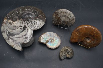 NATURALIA. Réunion d'ammonites.