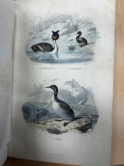 Œuvres de Buffon, chez Furne Paris. Six tomes,...